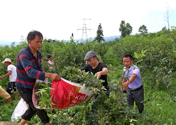 纳雍县百兴镇最新消息